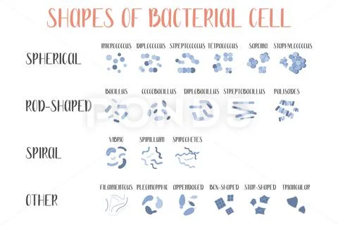 Bacteria classification. Shapes of bacteria. Types and different forms ...