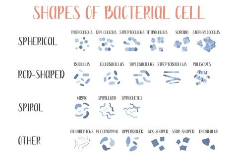 Bacteria classification. Shapes of bacteria. Types and different forms of bac Stock Illustration