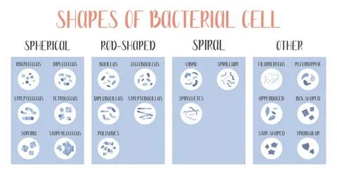 Bacteria classification. Shapes of bacteria. Types and different forms of bac Stock Illustration