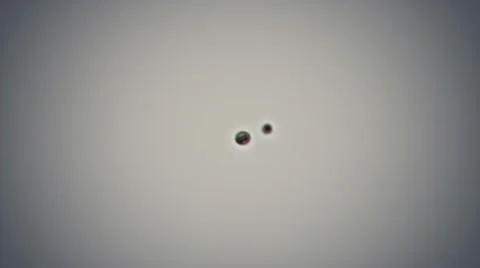 Bacteria cloning irregularly Video stock 10601303