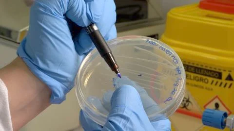 Bacteria colonies Stock Photos