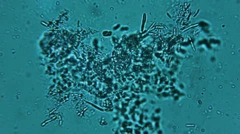 Bacteria Colony Sample (HD)  800x Stock Footage