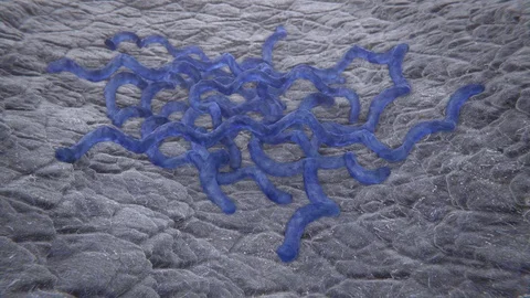 Bacteria Colony: Syphilis Stock Footage 92661026