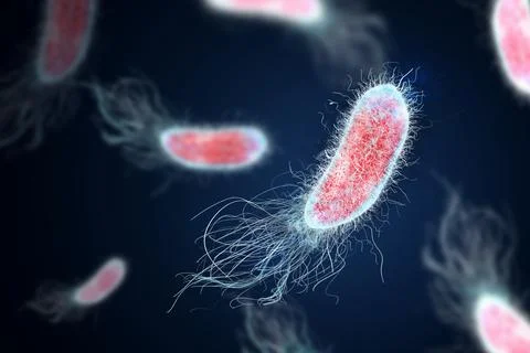 Bacteria colony under microscope, illustration. Cystitis, infection of urinar Stock Photos