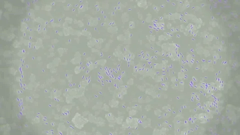 Bacteria colony wipeout animation Stockbeeldmateriaal 344582779