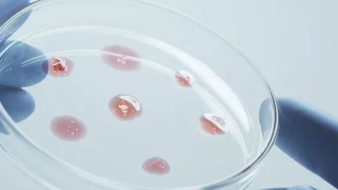 Bacteria culture Video stock 242806499