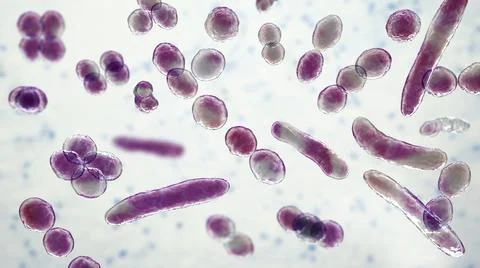 Bacteria of different shapes イラスト素材
