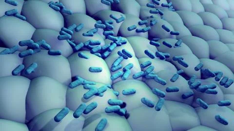 Bacteria Divide and Multiply Stock Illustration