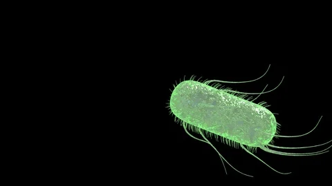 Bacteria E.colie animation with alpha Stock Footage 129894664