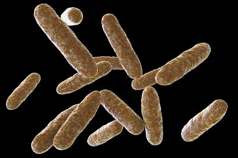 Bacteria Eikenella, illustration Stock Illustration
