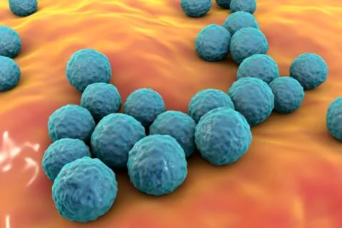 Bacteria Enterococcus, illustration Stock Illustration
