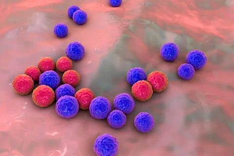 Bacteria Enterococcus, illustration Illustrazione stock