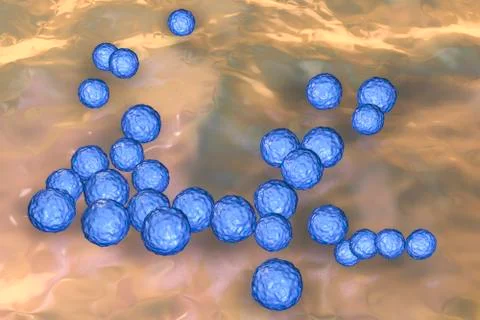 Bacteria Enterococcus, illustration Stock Illustration
