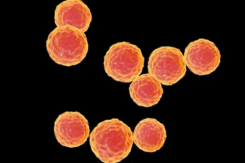 Bacteria Enterococcus, illustration Stock Illustration