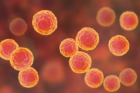 Bacteria Enterococcus, illustration Stock Illustration