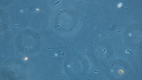 Bacteria FaseContrast Stock Footage 107326782