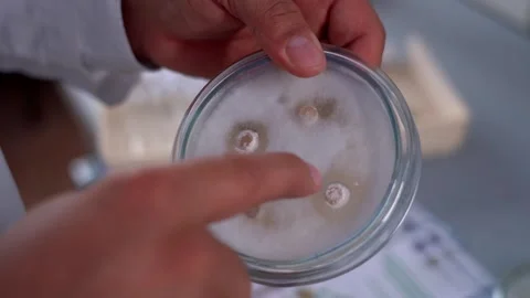 Bacteria in the flask Stock Footage 327974885