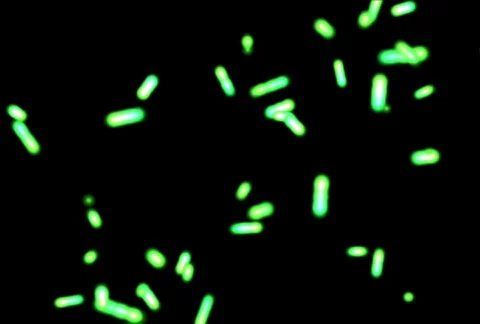 Bacteria Vidéo 75548