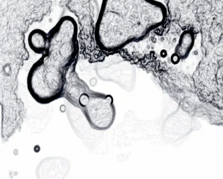 Bacteria 库存影片 103841