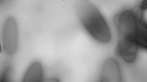 Bacteria Stock Footage 10589407