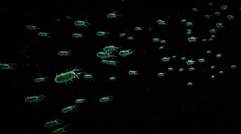 Bacteria Video stock 27609838