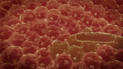 Bacteria Vidéo 43087203