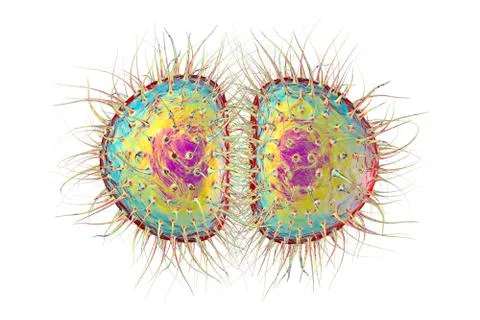 Bacteria gonococcus or meningococcus Stock Illustration
