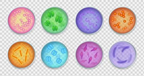 Bacteria gram. Realistic top view petri dishes with different microorganisms Illustrazione stock