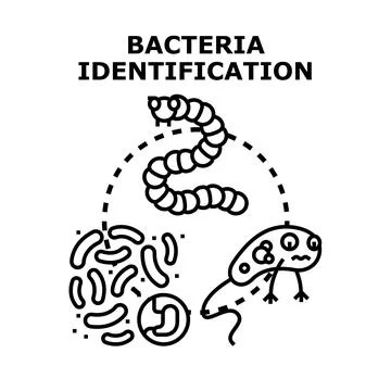 Bacteria identification research, identifying microorganisms and infection Illustrazione stock