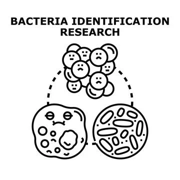 Bacteria identification research process for microbiology Stock Illustration