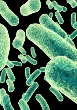 Bacteria Stock Illustration