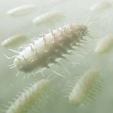 Bacteria Stock Illustration