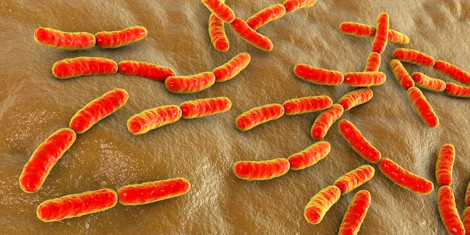 Bacteria Lactobacillus, normal flora of small intestine Stock Illustration