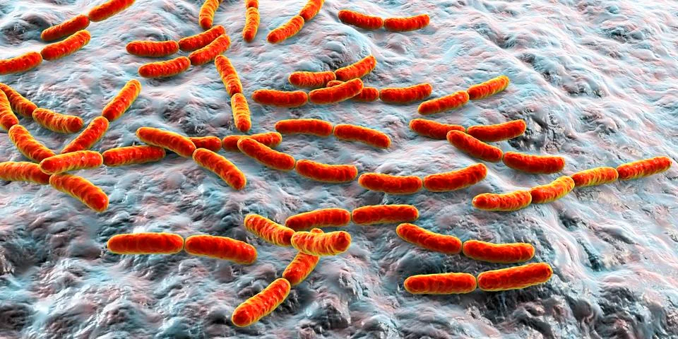 Bacteria Lactobacillus, normal flora of small intestine Stock Illustration