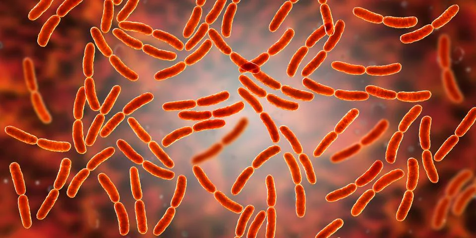 Bacteria Lactobacillus, normal flora of small intestine Stock Illustration