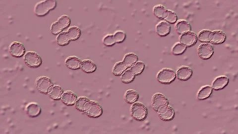 Bacteria Lactococcus, 3D illustration Illustrazione stock
