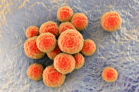 Bacteria methicillin-resistant Staphylococcus aureus Illustrazione stock