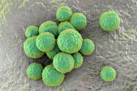 Bacteria methicillin-resistant Staphylococcus aureus Ilustração Stock