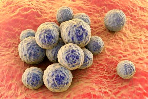 Bacteria methicillin-resistant Staphylococcus aureus Ilustração Stock