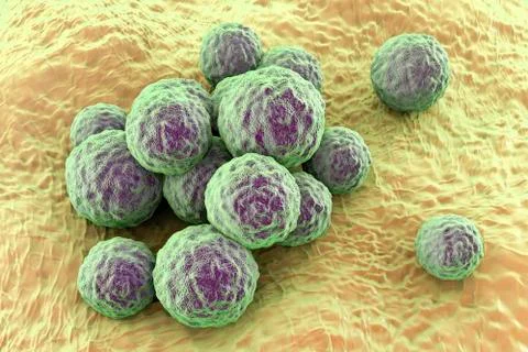 Bacteria methicillin-resistant Staphylococcus aureus Illustrazione stock
