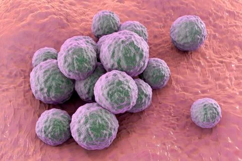 Bacteria methicillin-resistant Staphylococcus aureus Illustrazione stock