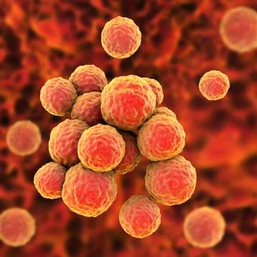 Bacteria methicillin-resistant Staphylococcus aureus Illustrazione stock