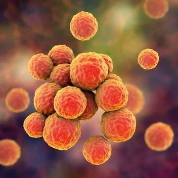 Bacteria methicillin-resistant Staphylococcus aureus Ilustração Stock