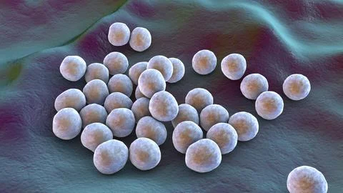 Bacteria methicillin-resistant Staphylococcus aureus MRSA Illustrazione stock