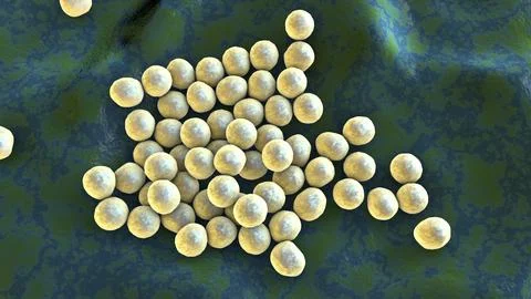 Bacteria methicillin-resistant Staphylococcus aureus MRSA Ilustração Stock