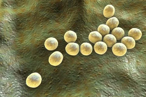 Bacteria methicillin-resistant Staphylococcus aureus MRSA Illustrazione stock