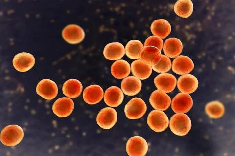 Bacteria methicillin-resistant Staphylococcus aureus MRSA Ilustração Stock