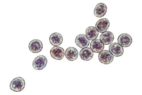 Bacteria methicillin-resistant Staphylococcus aureus MRSA Ilustração Stock
