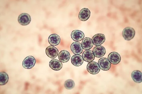 Bacteria methicillin-resistant Staphylococcus aureus MRSA Illustrazione stock