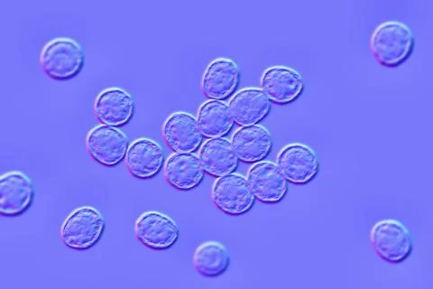 Bacteria methicillin-resistant Staphylococcus aureus MRSA Illustrazione stock